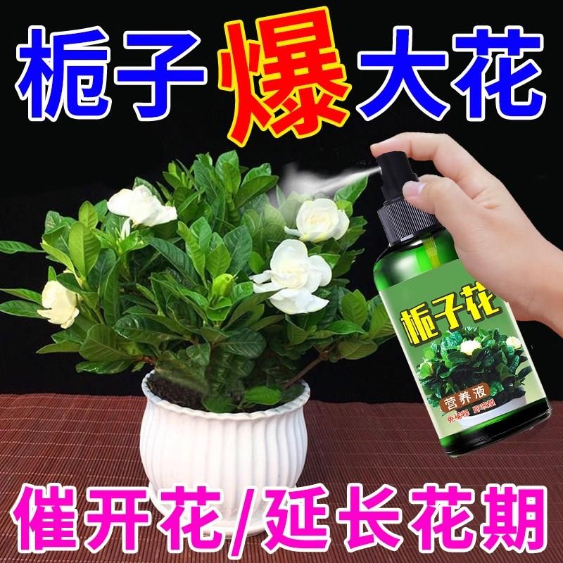 鲜花保鲜剂营养液栀子花肥料肥黄叶开花水培植物家用盆栽通用型