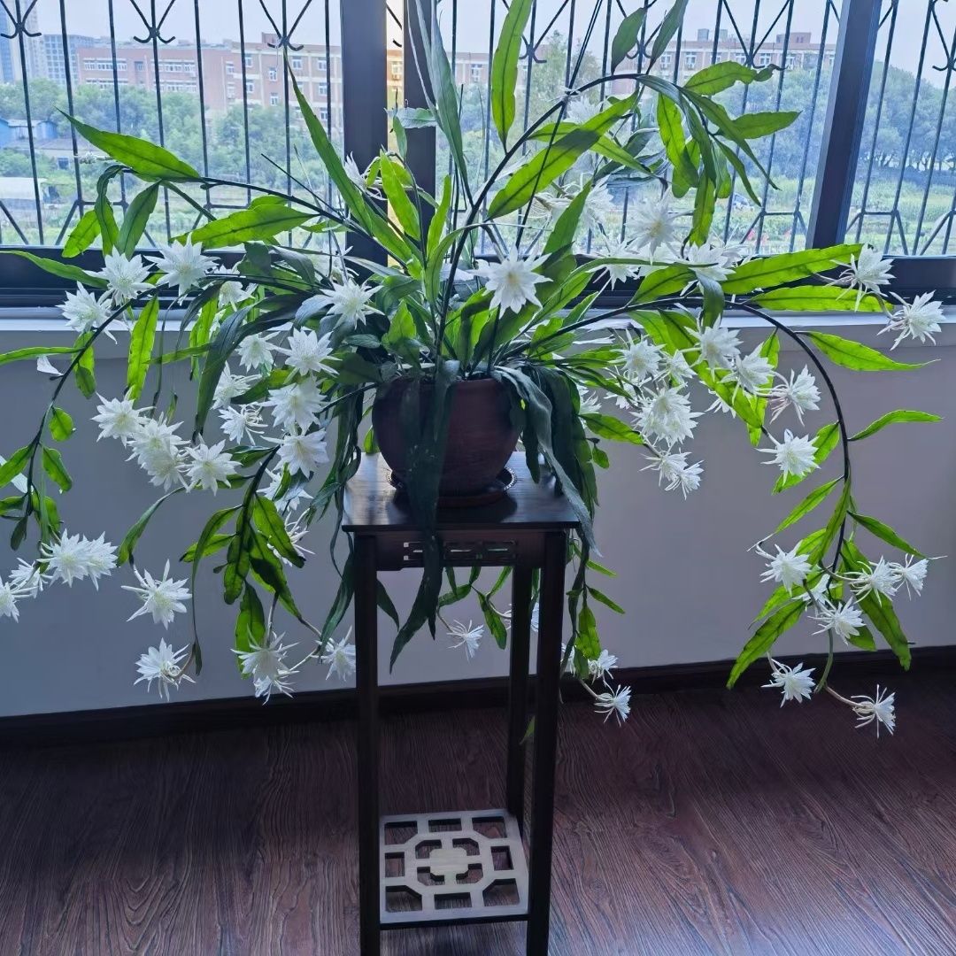 小叶昙花卷叶盆栽植物室内阳台庭院四季好养易活叶片常绿