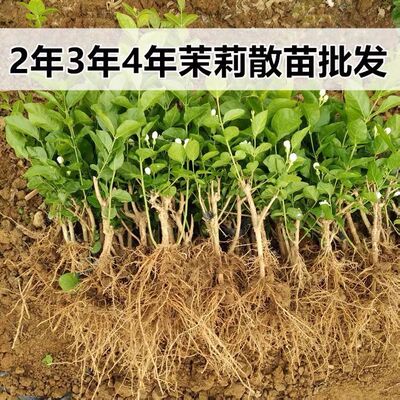 广西横县茉莉花苗茉莉花老桩大苗 花卉盆栽重瓣茉莉花浓香格坤