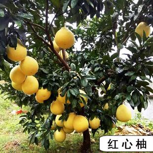 冰糖柚子树苗四季黄金文旦红心马家柚子树苗南方种植庭院果树果苗