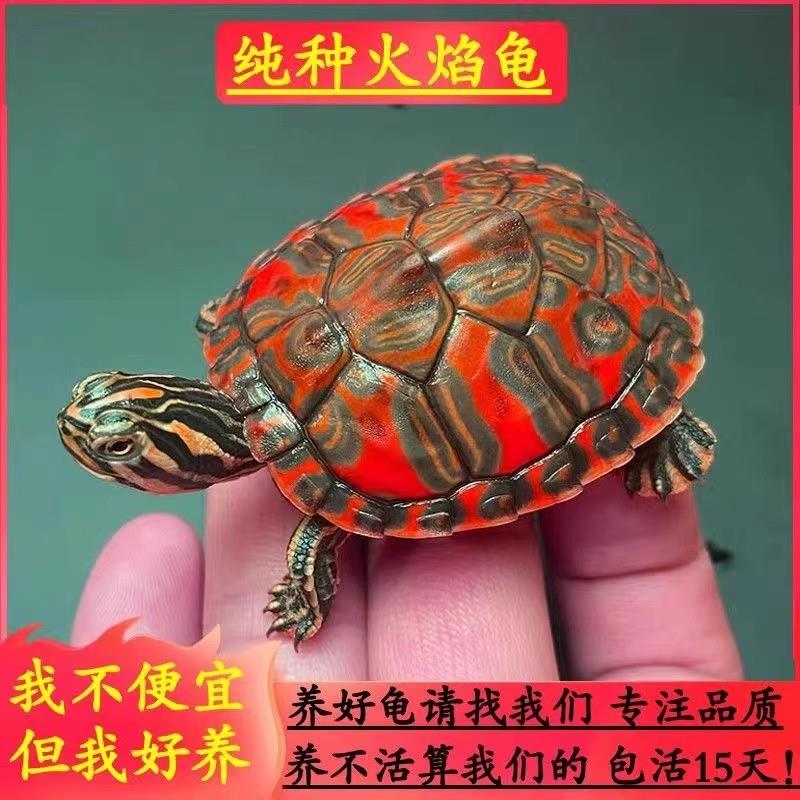 火焰龟深水龟鱼缸混养小乌龟活物稀有活体小宠物吃粪龟清洁龟冷水