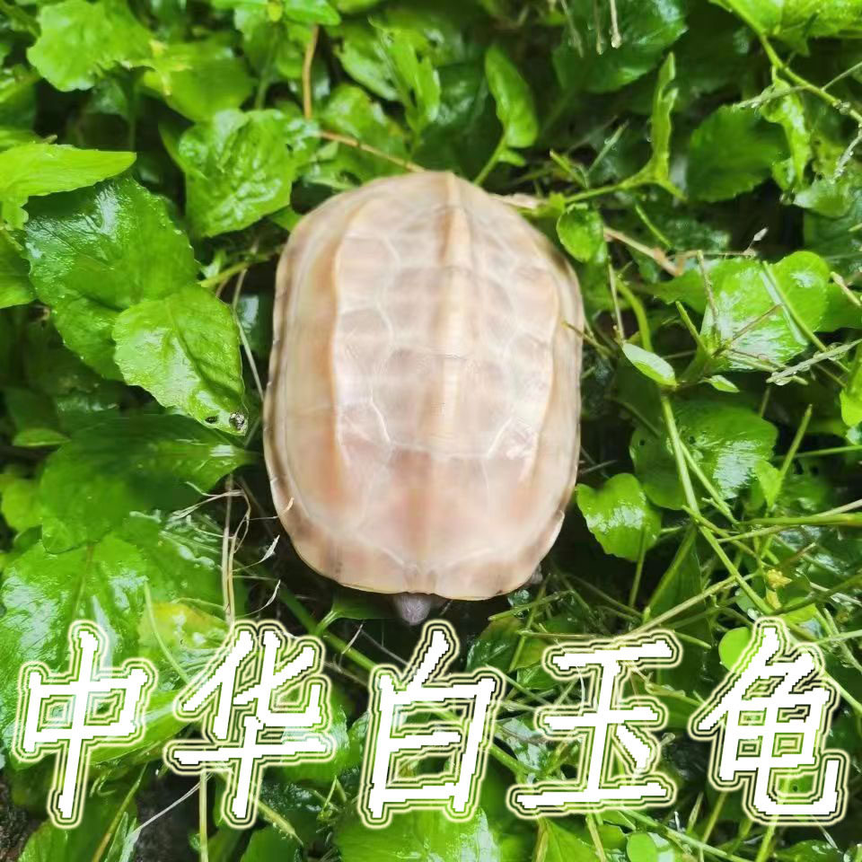 白玉草龟活体宠物小乌龟情侣一对观赏长寿金线龟苗白化草龟