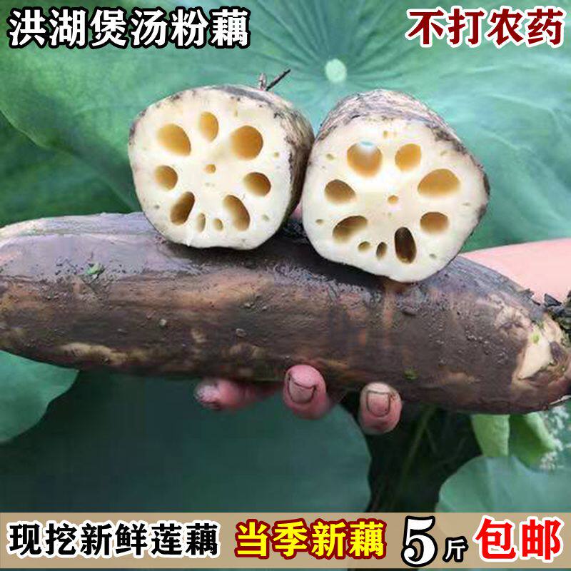 湖北洪湖土特产新鲜莲藕野生煲汤粉莲藕带泥脆莲藕糯米桂花藕包邮