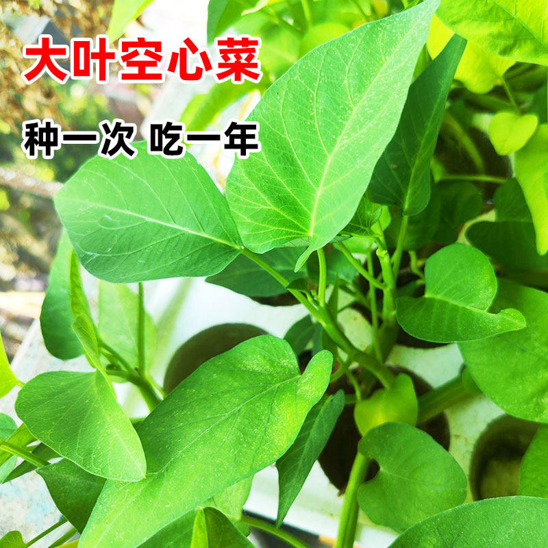 大叶空心菜孑籽四季种生长快种子阳台盆栽高产量水养栽培蔬菜种子
