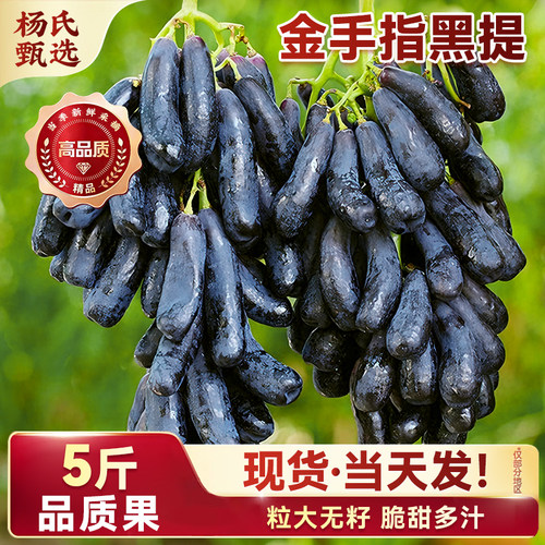 【顺丰/京东】云南蓝宝石葡萄新鲜水果当季金手指美人指无籽提子