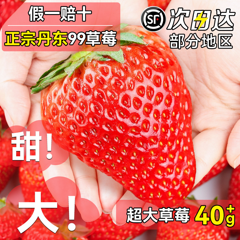 【丹东99超大草莓】顺丰次日达！