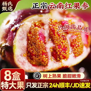 【只发正宗】云南红果参鲜果蜘蛛果当季水果新鲜蓝莓现摘整箱顺丰