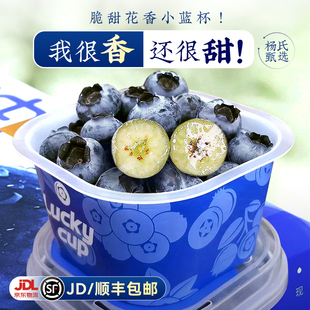 云南高山花香蓝莓新鲜水果小懒杯礼盒当季现摘特大果整箱l顺丰25