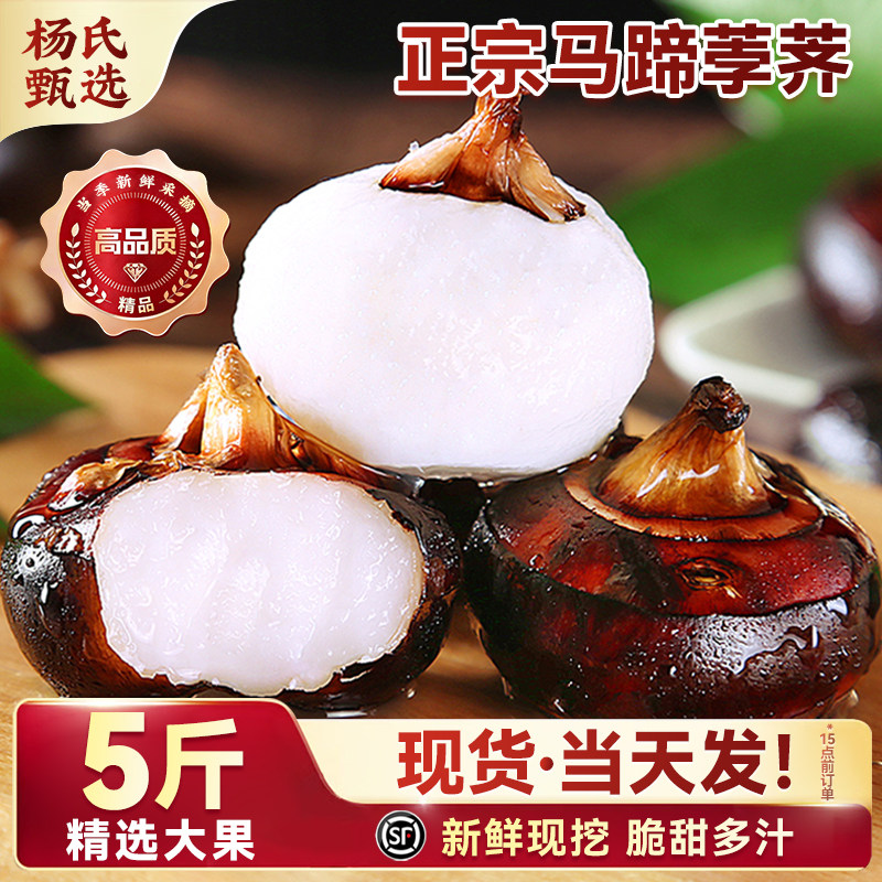 正宗马蹄荸荠大果当季新鲜水果即食广脆甜多汁西荔饽荠浦现挖整箱