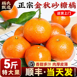 【5斤】正宗金秋砂糖橘新鲜水果应当季时令桔子蜜橘柑橘薄皮整箱