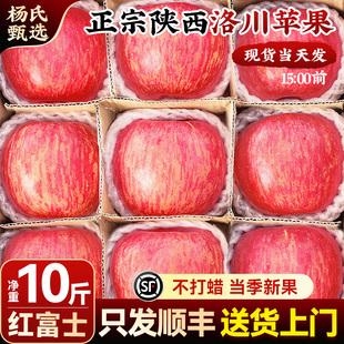 顺丰正宗陕西洛川苹果10斤水果新鲜应当季整箱现摘冰糖心红富士