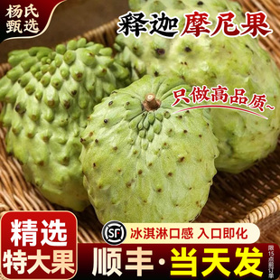 【释迦摩尼果】云南凤梨番荔枝新鲜水果现摘牛奶特大果佛头林檎牟