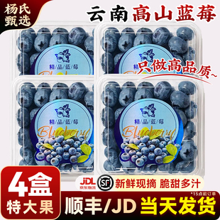 【4盒】云南花香高山蓝莓l25新鲜水果当季整箱现摘怡特大果兰梅颗