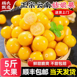 【5斤】姑娘果新鲜灯笼果花姑娘水果当季特大果整箱顺丰包邮
