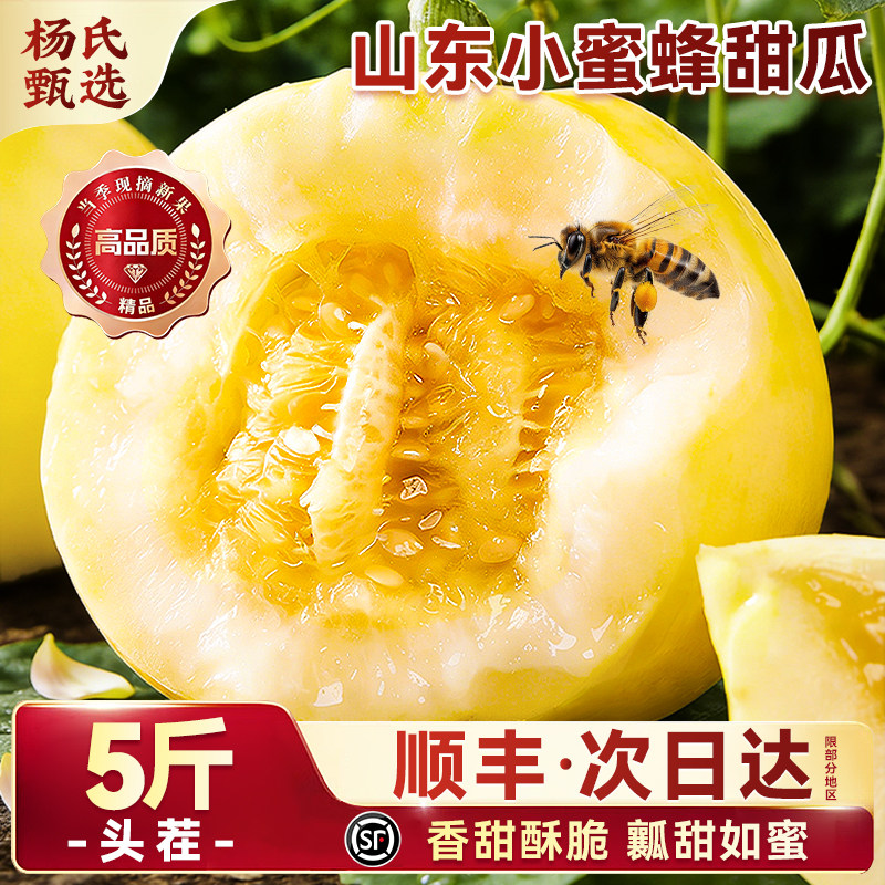 正宗山东小蜜蜂甜瓜蜜罐星甜20当季新鲜水果香脆头茬现摘顺丰包邮