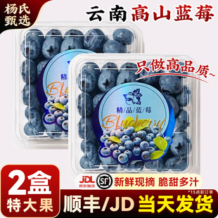 【2盒】云南花香高山蓝莓l25新鲜水果当季整箱现摘怡特大果兰梅颗