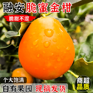【现摘发货】广西融安脆蜜金柑金桔鲜果新鲜水果当季整箱顺丰礼盒