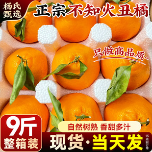【9斤整箱】正宗四川不知火丑橘新鲜水果耙耙粑粑丑柑桔子包邮10