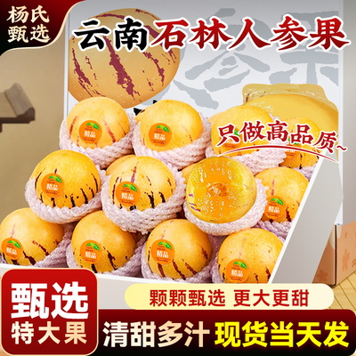 云南石林人参果树上熟|顺丰包邮