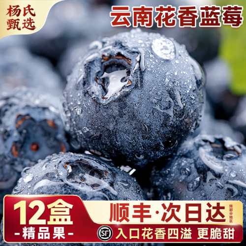 正宗云南花香蓝莓入口花香四溢