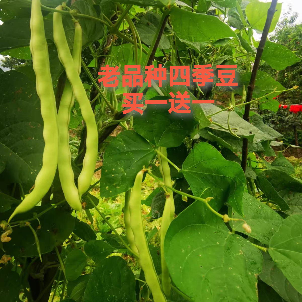 神农架高山买一送一新鲜白芸豆角农家现摘四季豆无农药无化肥露天