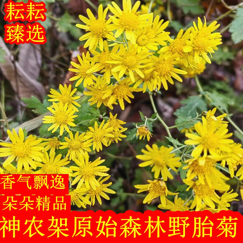 野菊花野生神农架新货中药材小野菊米胎菊散装苦菊花无硫菊花茶