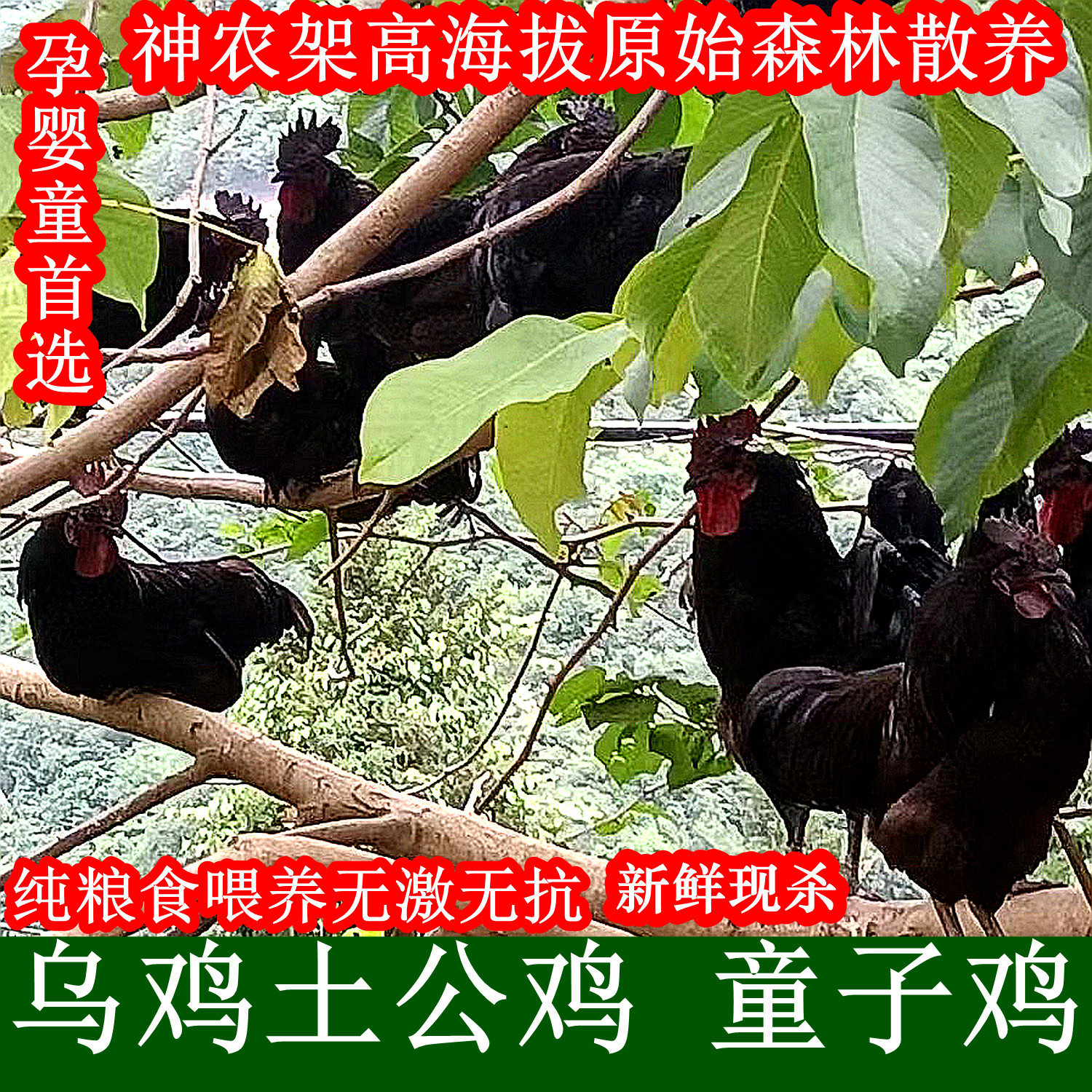 深山农家散养土乌公鸡童子鸡