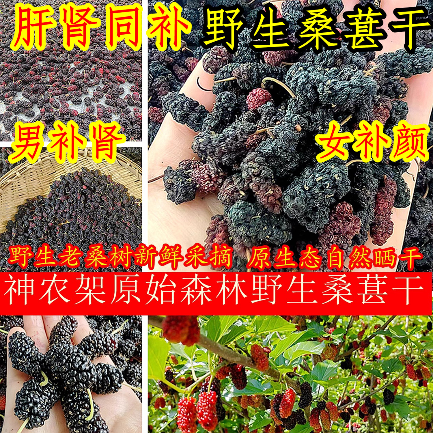 原始森林2025年无硫老树野生黑桑椹干泡水泡酒泡茶自然晾晒不染色