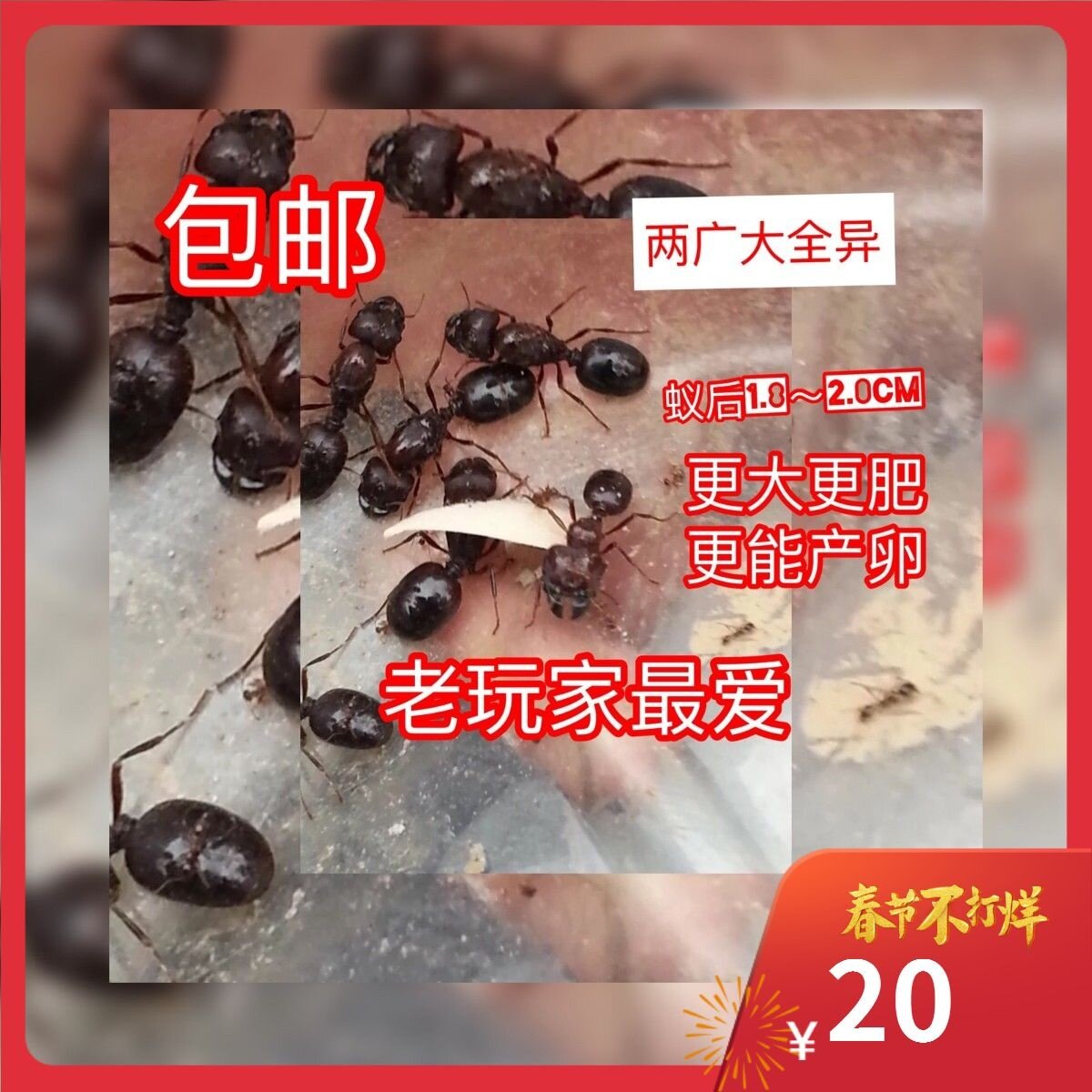 全异巨首蚁 盲切叶蚁活体蚂蚁超蚂蚁工坊
