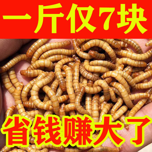 面包虫活体 黄粉虫活虫 鹦鹉鱼 金龙鱼 乌龟 画眉鸟石蛙饲料包邮