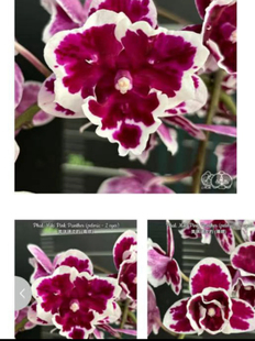 阿布园艺 台湾品种蝴蝶兰 2.5寸 【美琪顽皮豹】变异株 正版包邮