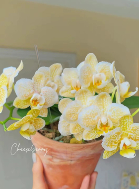 蝴蝶兰台湾稀有品种 维纳斯大极光 雅风黄金豹 室内绿植盆栽