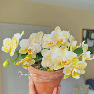 蝴蝶兰台湾稀有品种 维纳斯大极光 雅风黄金豹 室内绿植盆栽