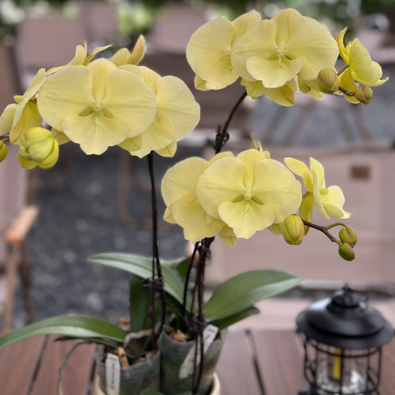 【N2019】2.5寸台湾稀有品种