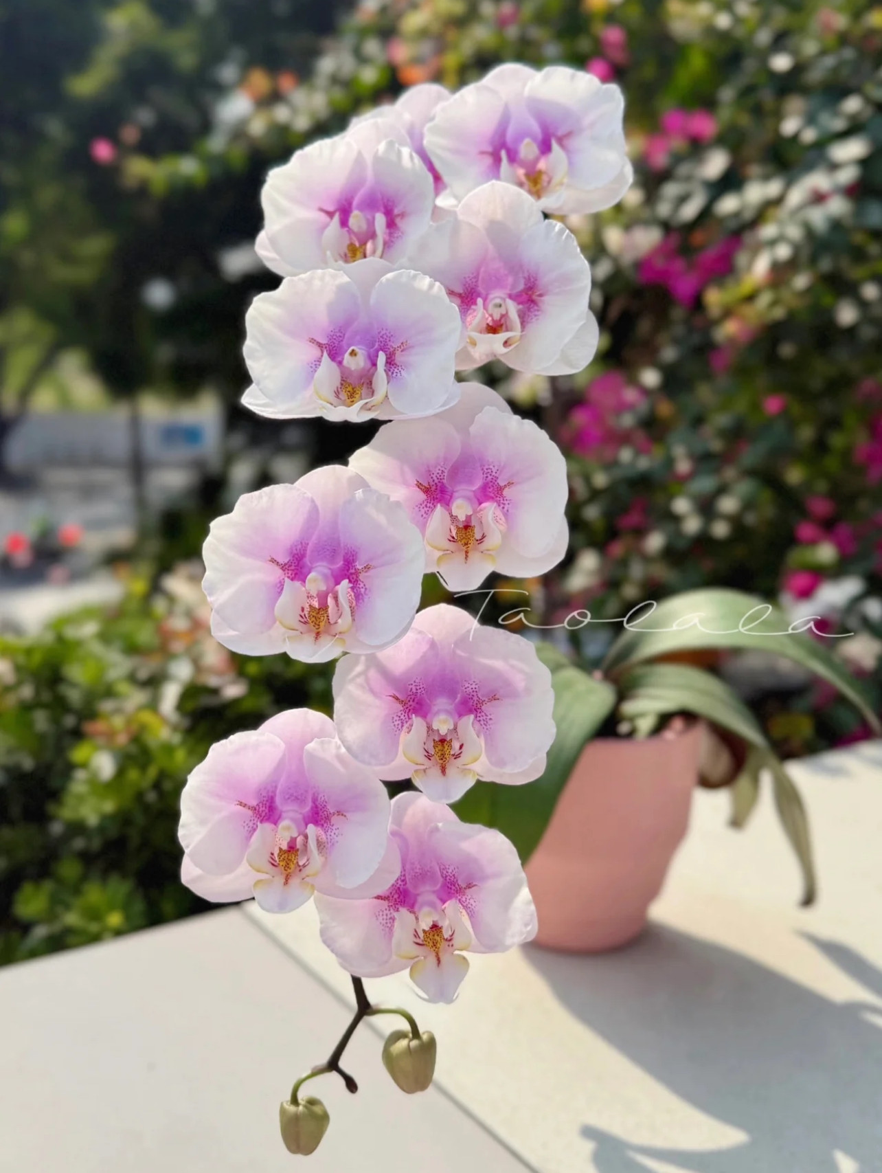 【大梅花两眼蕾丝】蝴蝶兰 变异株稀少3.0寸带花苞开花株顺丰包邮,鲜花速递/花卉仿真/绿植园艺,国兰/杂交兰/洋兰类,淘宝优惠券,粉丝福利购,淘宝优惠卷