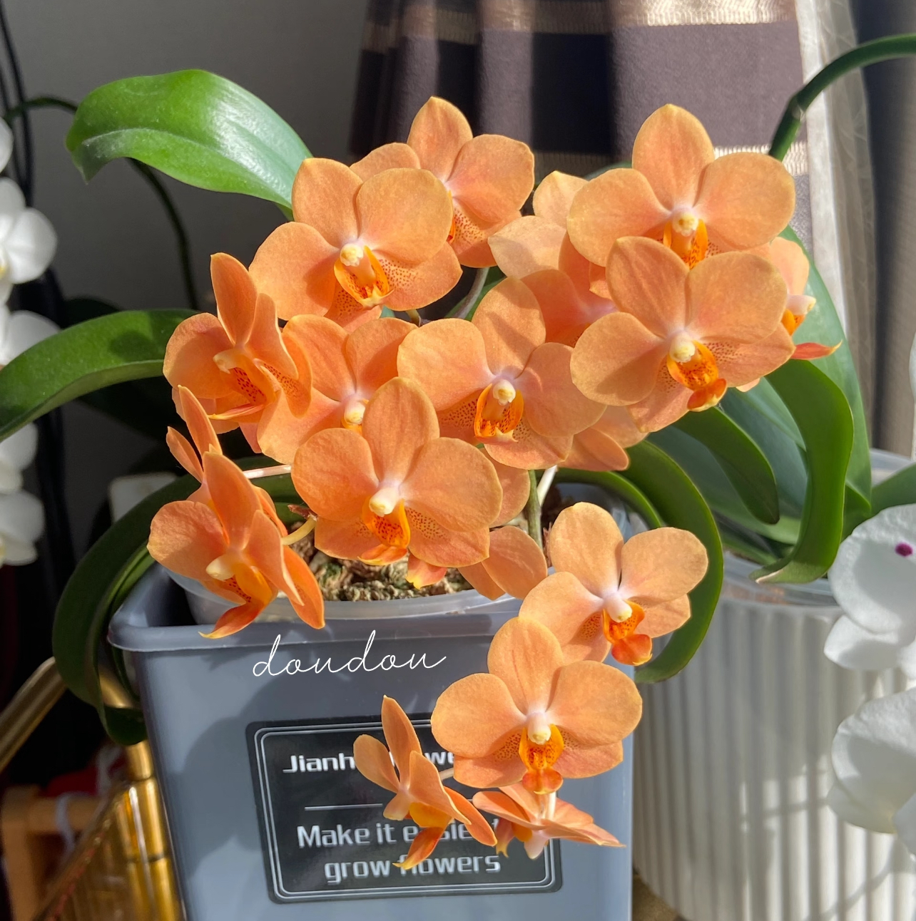 蝴蝶兰网红款1086顺泰大舌头云朵