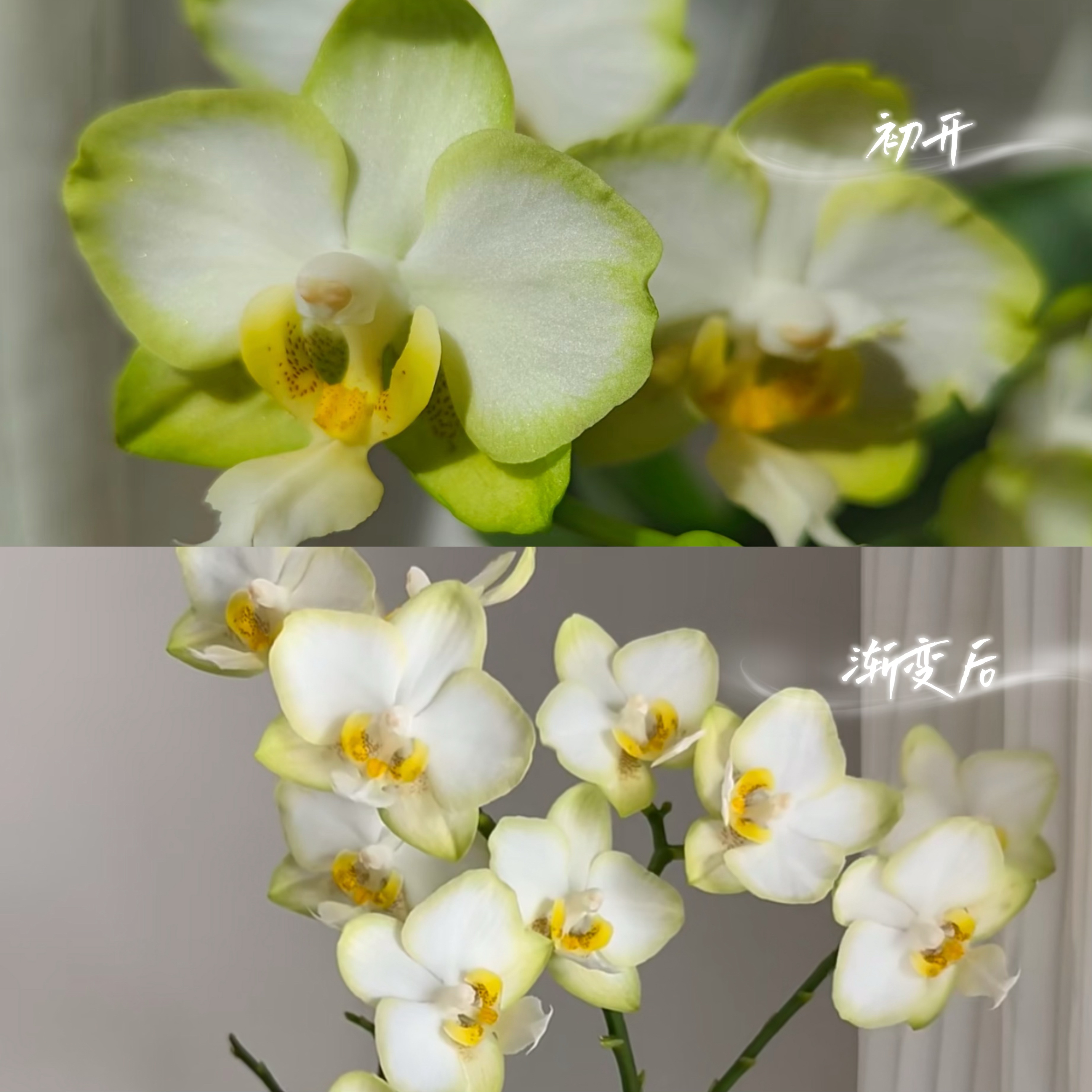 【龚氏白玉】蝴蝶兰 4.5寸 原生带花香 超大壮苗 带花剑顺丰包邮