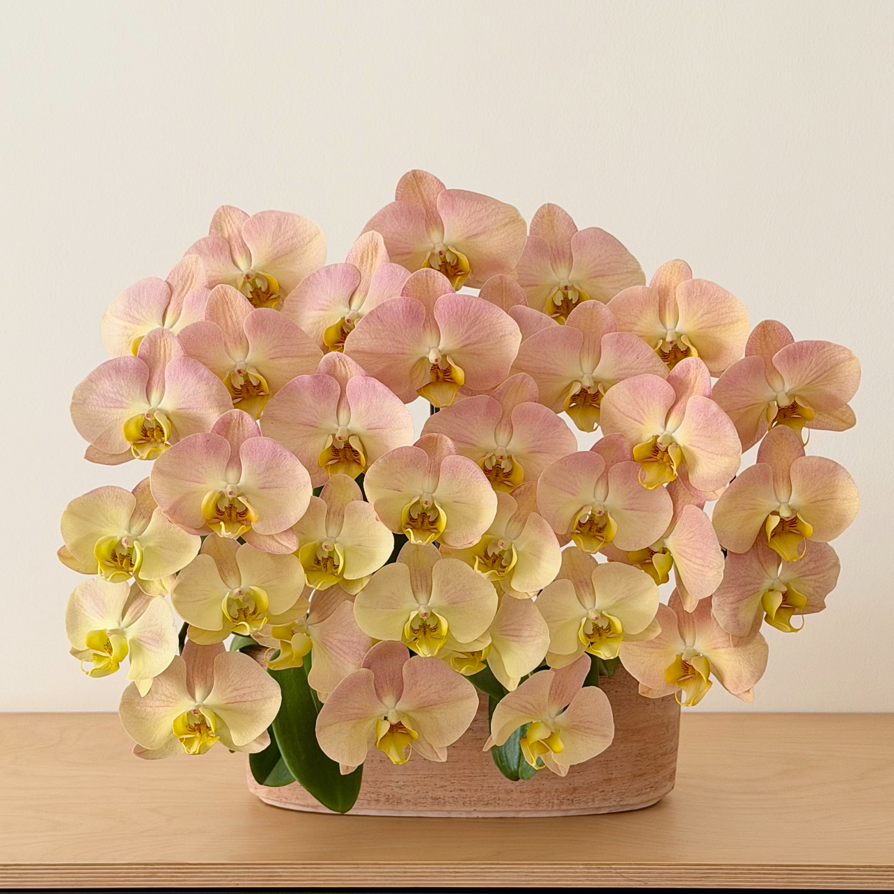 阿布园艺 蝴蝶兰  粉娇娘 黄桃之梦 哈根达斯开花株 室内绿植花卉