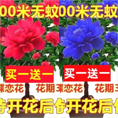 驱蚊虫千里香买一送一包成活