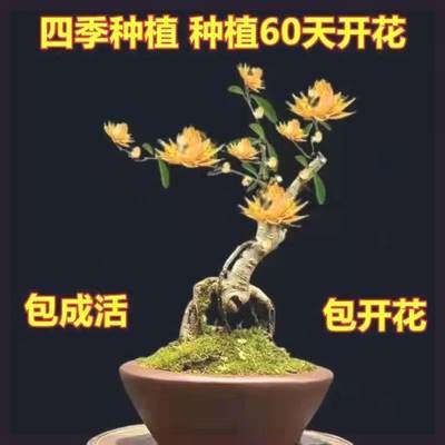 【买一送二】天然檀香苗驱蚊虫聚财纳福金莲花苗盆栽花卉南北方种