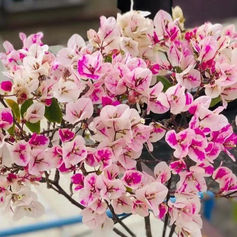 三角梅四季勤开花正宗巴西稀有