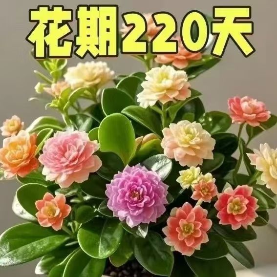 新品100碧玉绿植花卉碧绿四季开花浓香型盆栽室内桌面净化空气