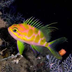 【海金鱼系列】海水鱼观赏鱼樱花宝石紫罗兰紫后海金鱼检疫养殖