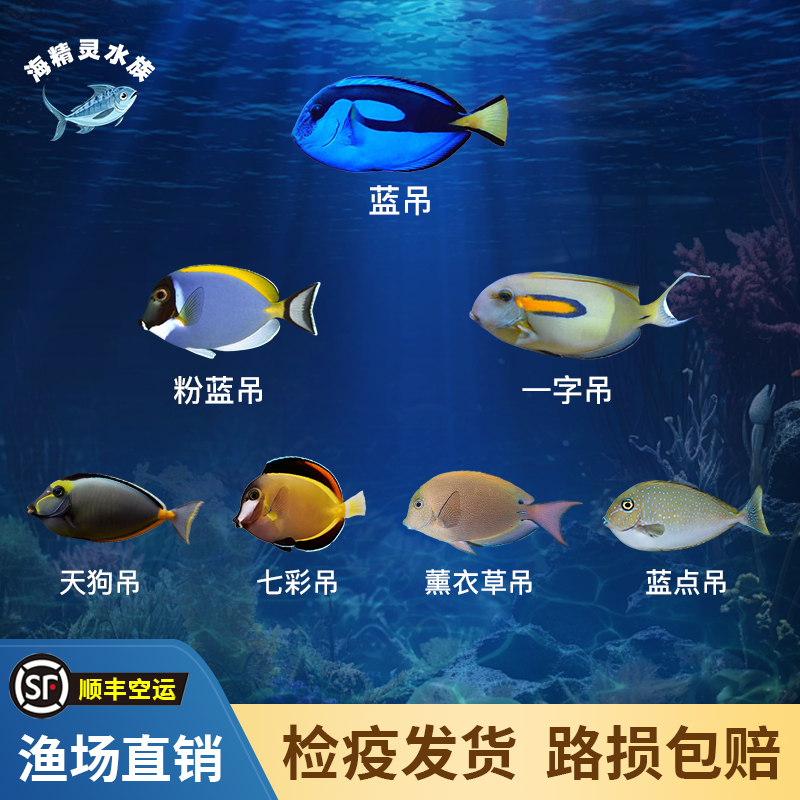 蓝吊粉蓝吊七彩吊五彩吊灰一字吊天狗吊三角吊蓝点吊海水鱼观赏鱼