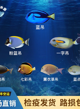 蓝吊粉蓝吊七彩吊五彩吊灰一字吊天狗吊三角吊蓝点吊海水鱼观赏鱼