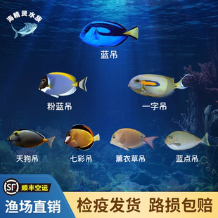 蓝吊粉蓝吊七彩吊五彩吊灰一字吊天狗吊三角吊蓝点吊海水鱼观赏鱼