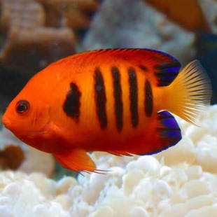 海水鱼观赏鱼火焰仙国王神仙美国石美人十一间仙养定开口检疫颗粒