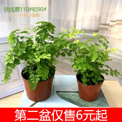 铁线蕨盆栽耐阴植物苗室内办公书房卫生间雨林缸观叶植物四季常青