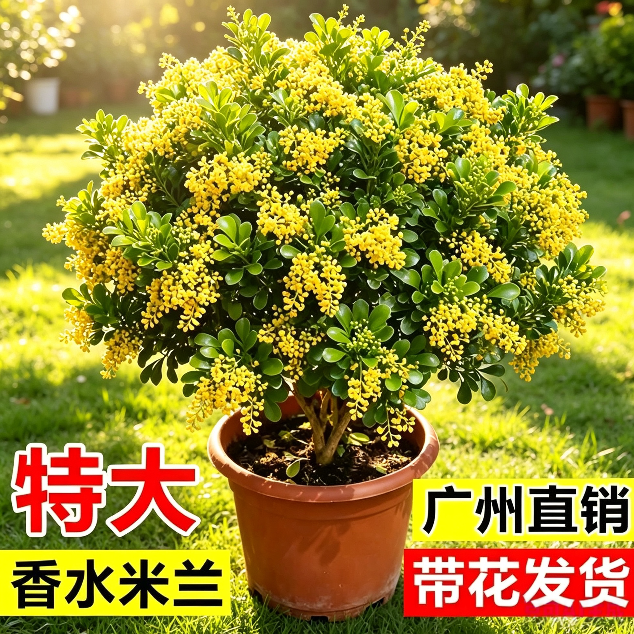 香水米兰盆栽四季米兰花树苗带花苞浓香型室内阳台庭院绿植好养活