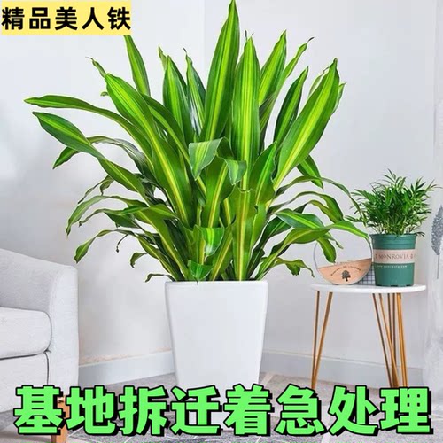 香龙血树金心也门铁巴西铁盆栽室内懒人水培净化空气客厅绿植办公